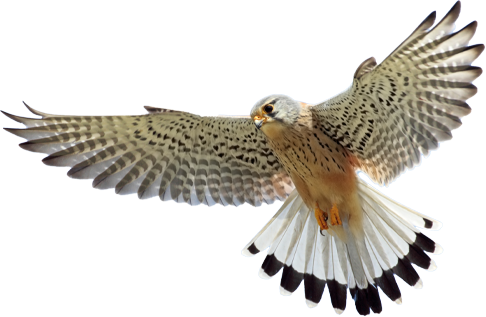 machine shop falk precision inc falcon in flight