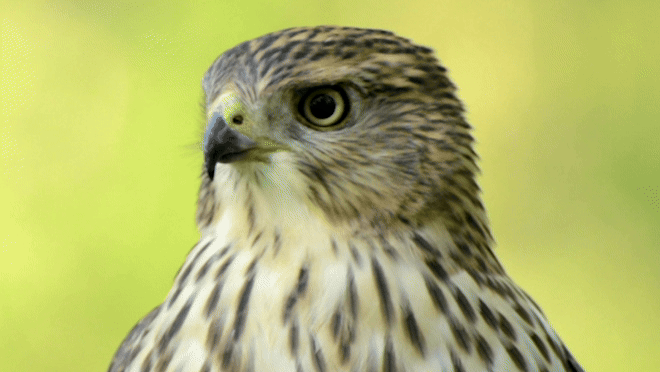 machine shop falk precision inc bird looking around
