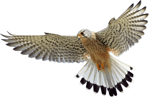 machine shop falk precision inc falcon flapping wings